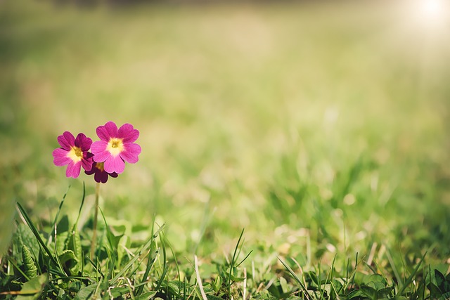 Sådan dyrker du smukke Primula-planter i din have året rundt