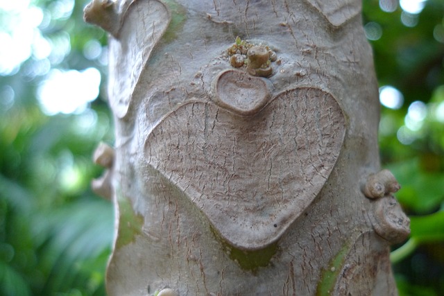 Hjertetræets mystik og symbolik: En fortælling om kærlighed og forbindelse